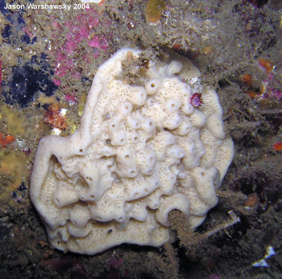 white encrusting sponge