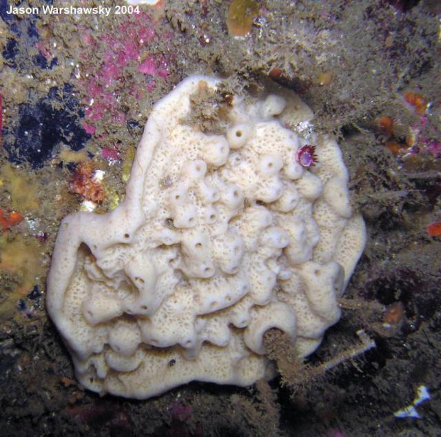 white encrusting sponge