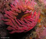 white spot rose anemone