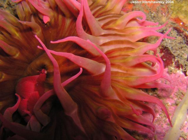 white spot rose anemone