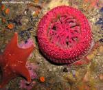 white spot rose anemone with star