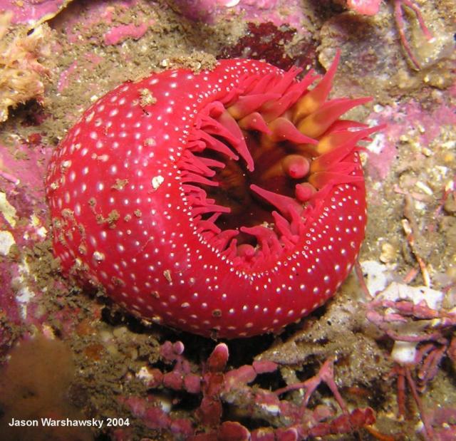 white spot rose anemone closed