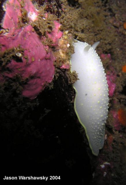 Cadlina luteomarginata