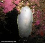 Cadlina luteomarginata