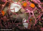 Cadlina luteomarginata Cup Coral