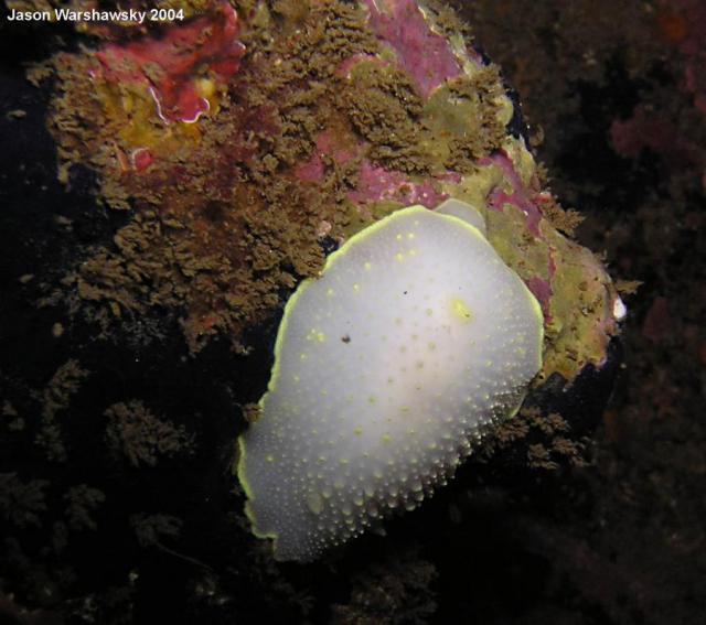 Cadlina luteomarginata Hanging On