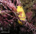 Peltodoris nobilis