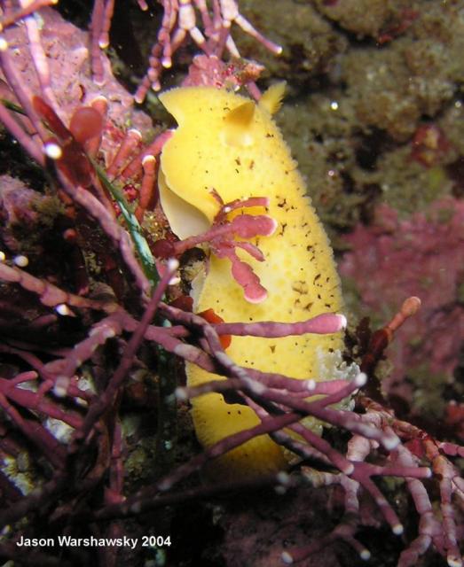 Peltodoris nobilis zoom