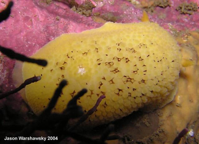 Peltodoris nobilis branch retracted