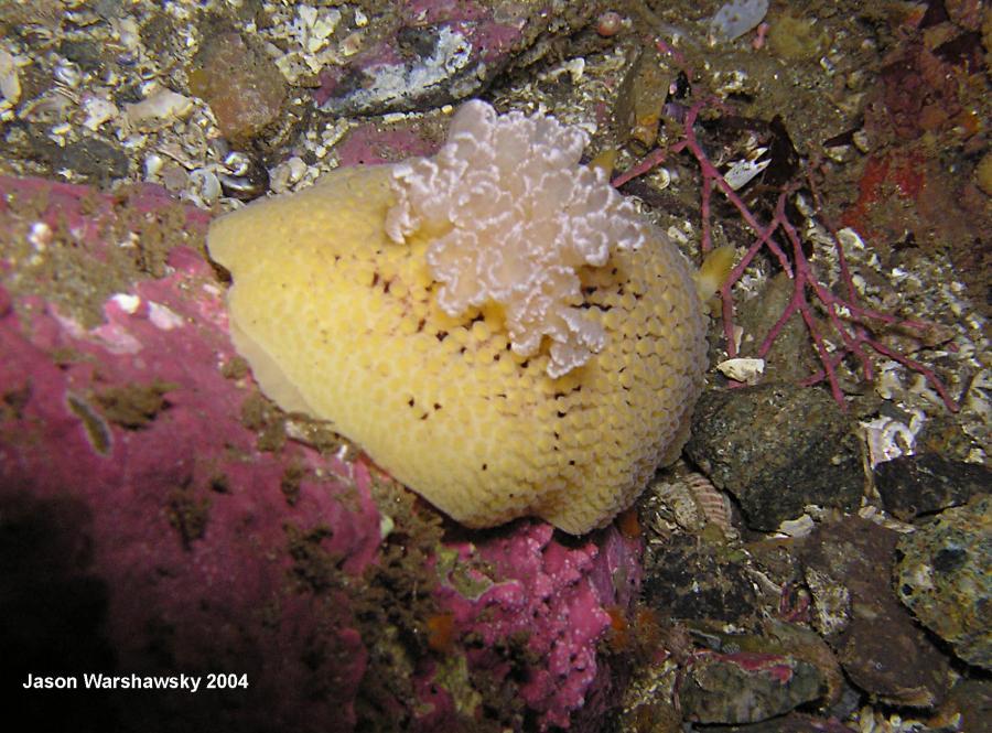 Peltodoris nobilis