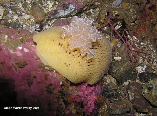 Peltodoris nobilis