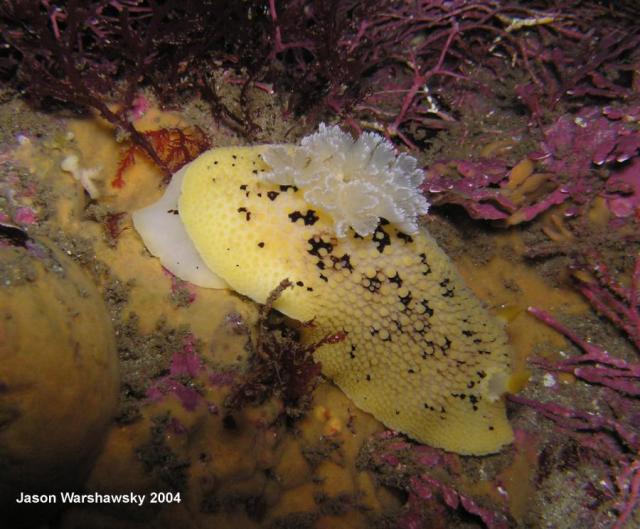 Peltodoris nobilis