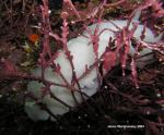 white nudi and red algae