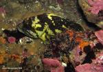 black and yellow Rockfish