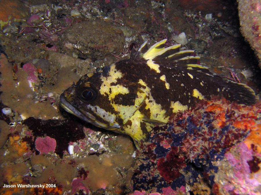 black and yellow Rockfish