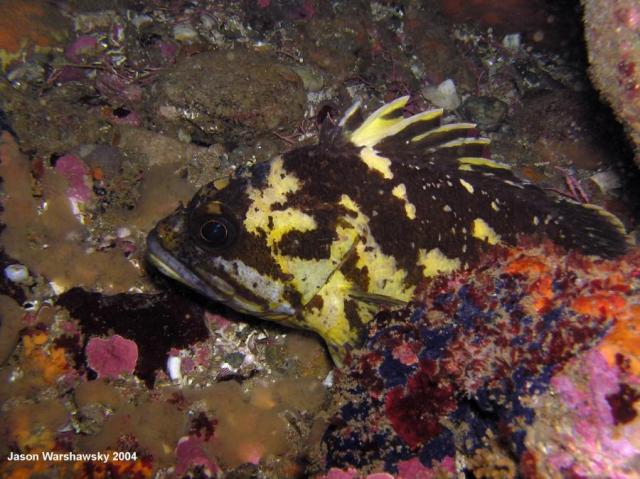 black and yellow Rockfish