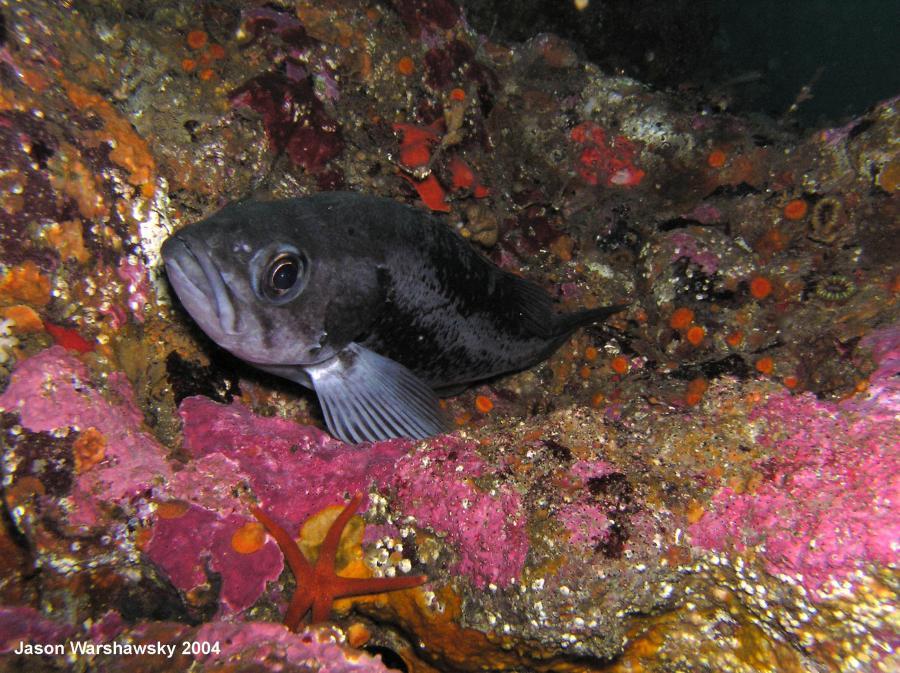 blue Rockfish  - worried?