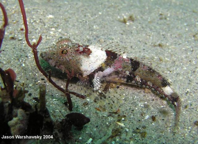 coralline sculpin