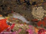 kelp rockfish And Peltodoris nobilis