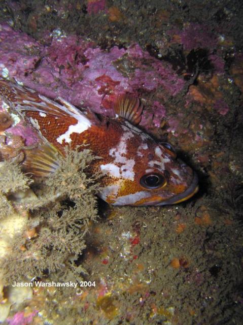 gopherRockfish