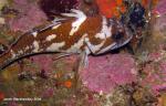 gopher Rockfish