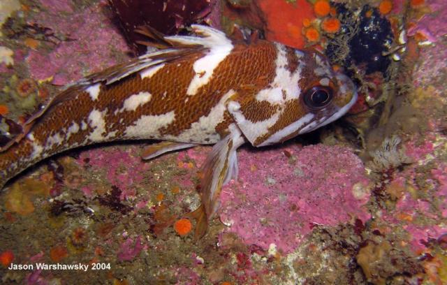 gopher Rockfish