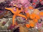 blood star And cup corals