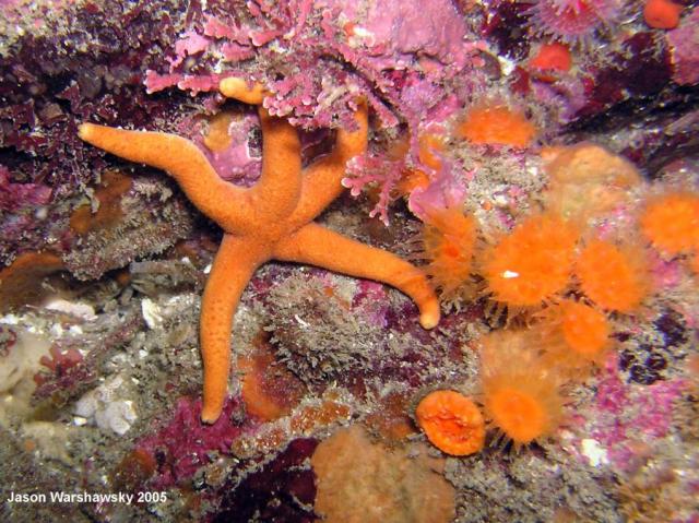 blood star And cup corals