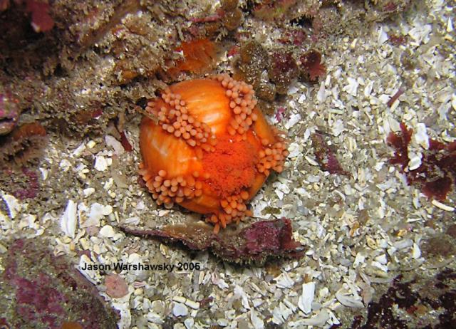 orange sea cucumber