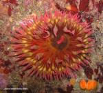 white spotted rose Anemone