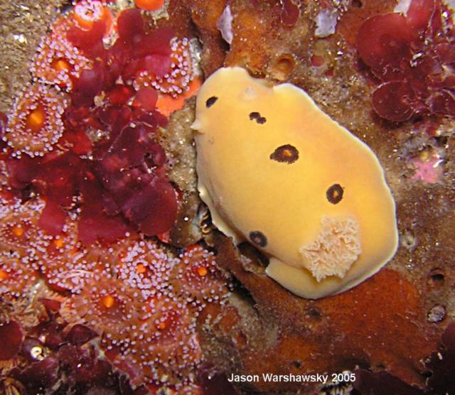 Diaulula sandiegensis (yellow type) and club tipped anemone