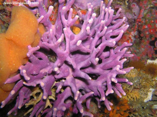 hydrocoral