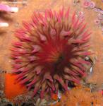 roseAnemone