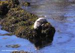 Lobos and A Carmel Beach (6/21/05)