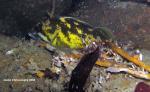 black and yellow rockfish