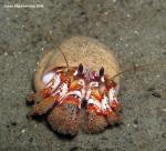 black eyed hermit crab