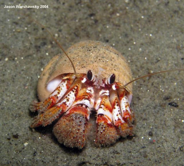 black eyed hermit crab