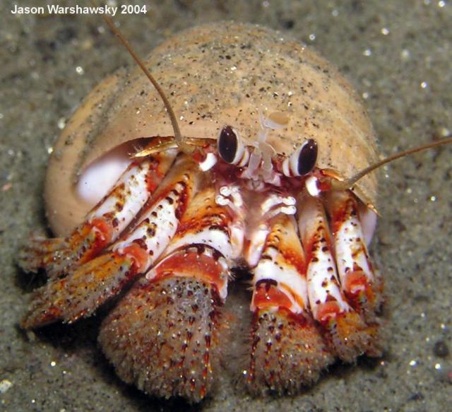 black eyed hermit crab -closer