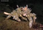 decorator crab