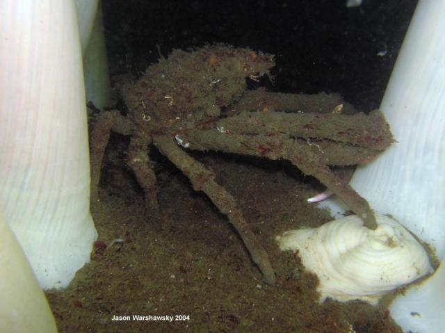 metridium and moss crab