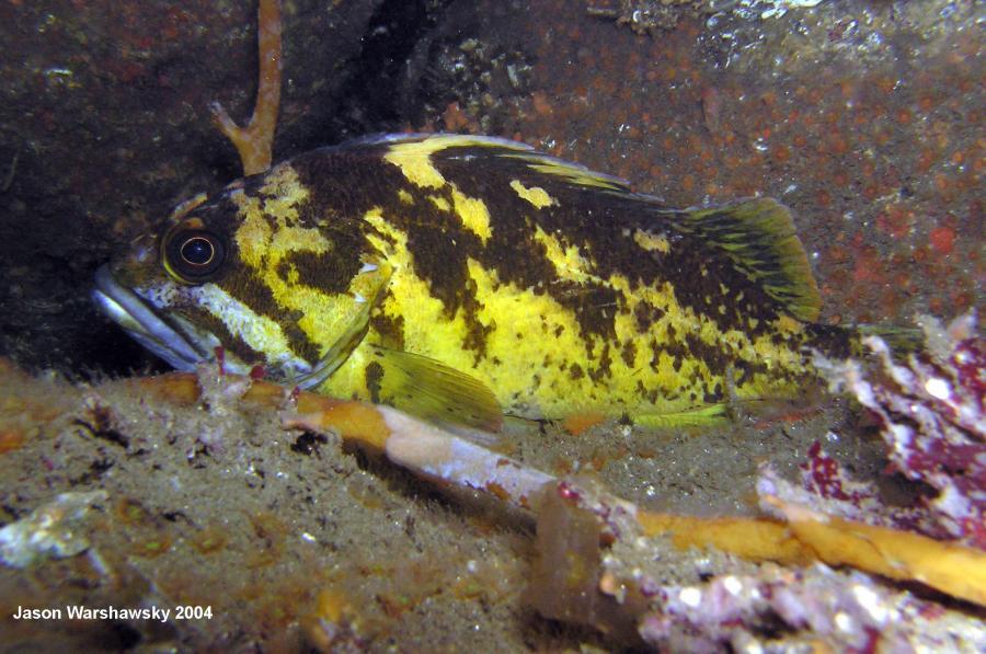 china rockfish