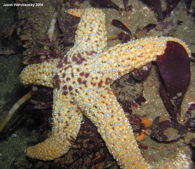 giant spined star