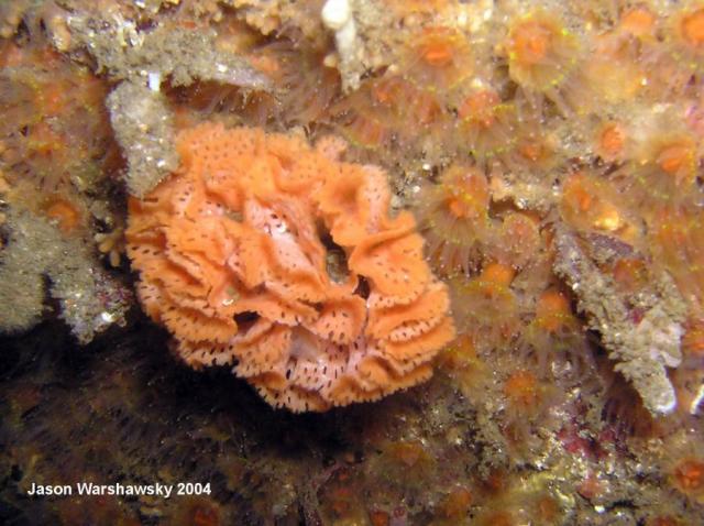 lacy bryozoan And club tipped anemone