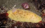 Peltodoris nobilis And crab