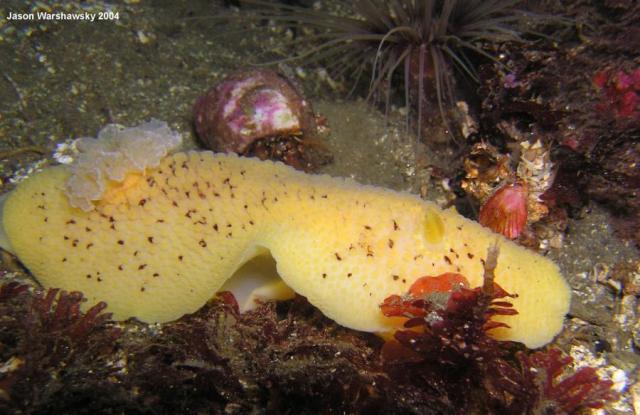 Peltodoris nobilis And crab