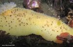 Peltodoris nobilis And crab