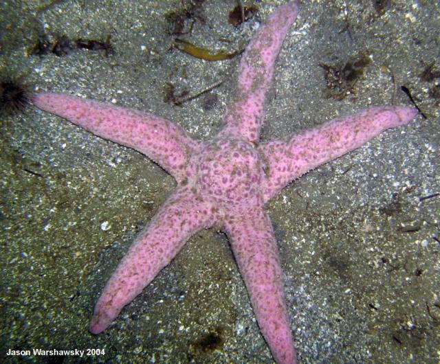 short spined sea star