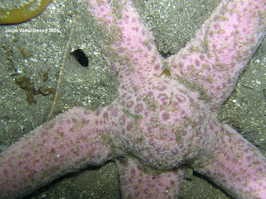 short spined sea star