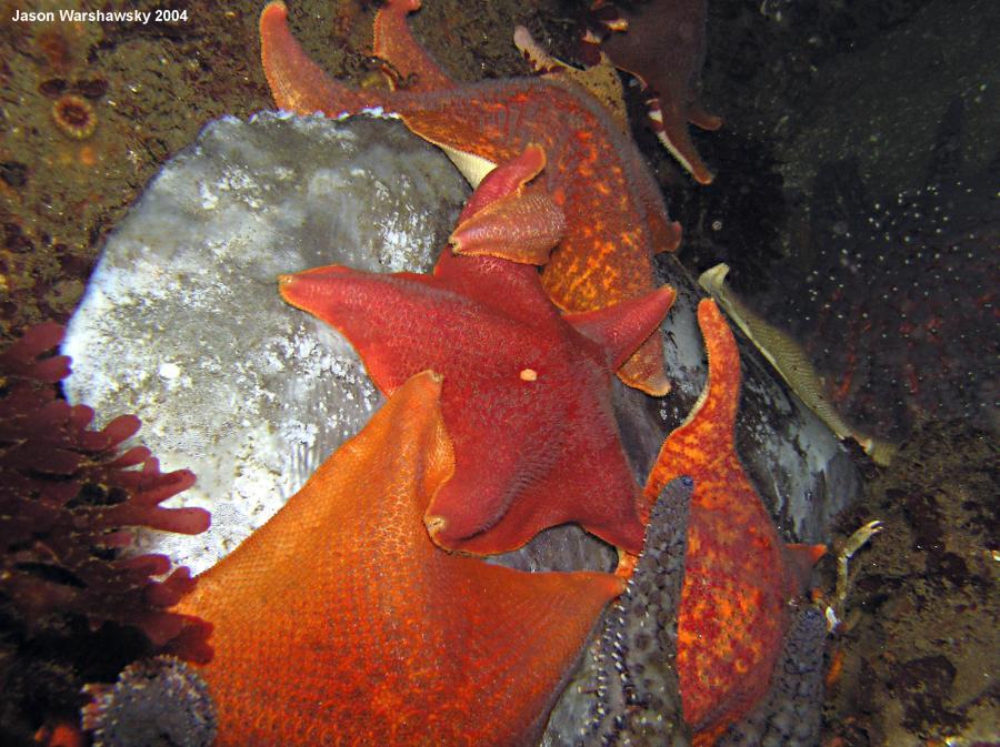 stars on a mola mola