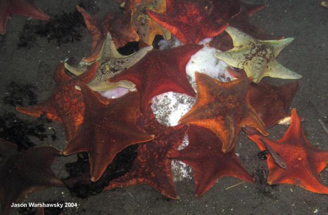 stars on a mola mola - plus a goby